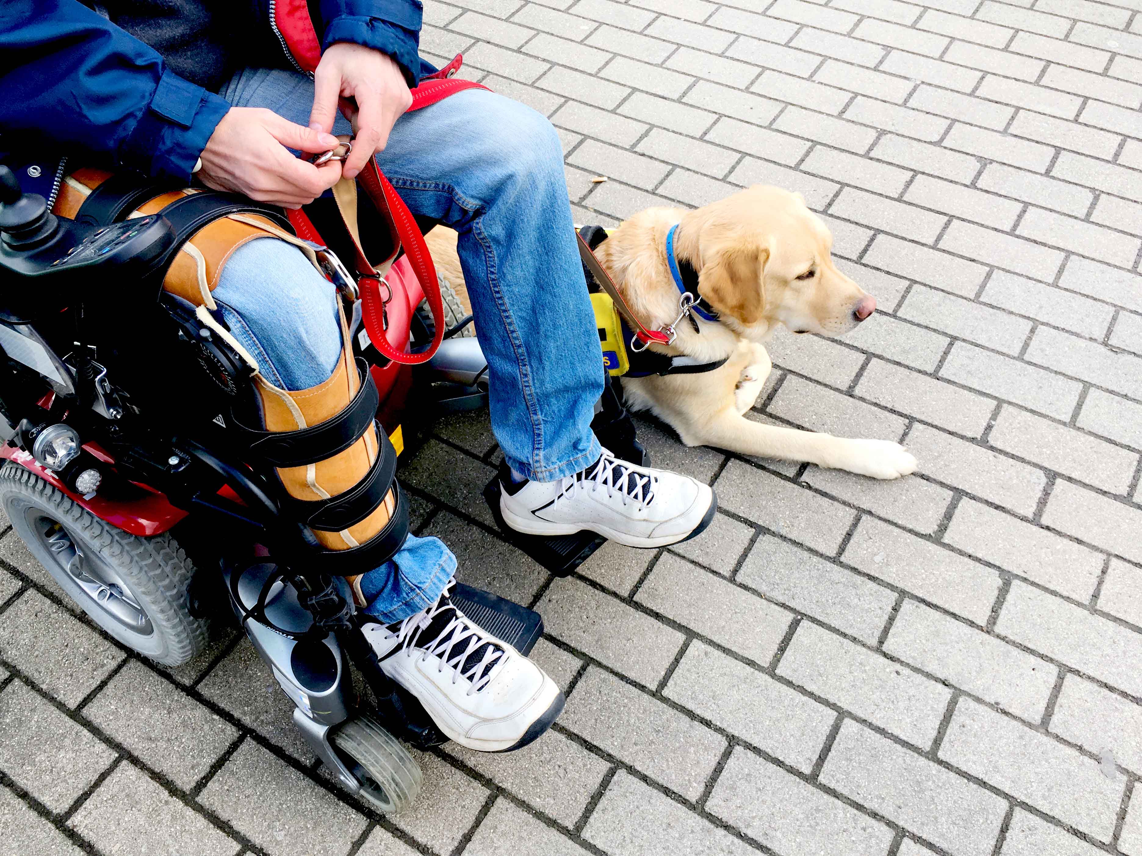 Quand un Chien d’Aide apprend à voyager en bus